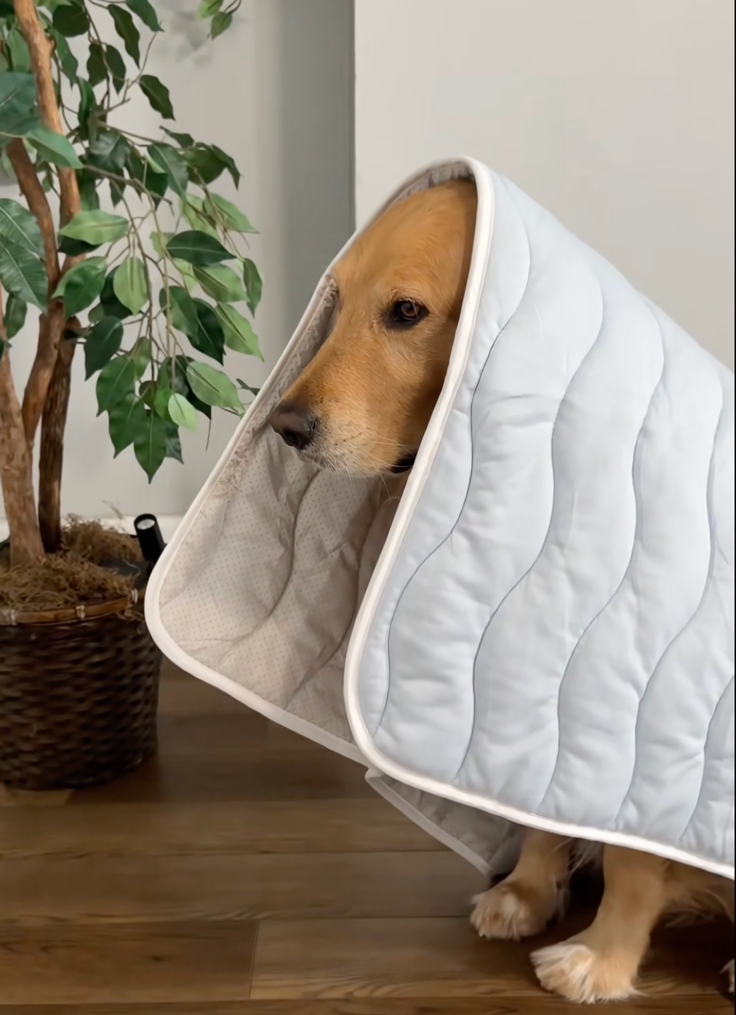 CoolPaws Cooling Mat