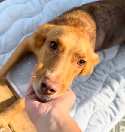 CoolPaws Cooling Mat